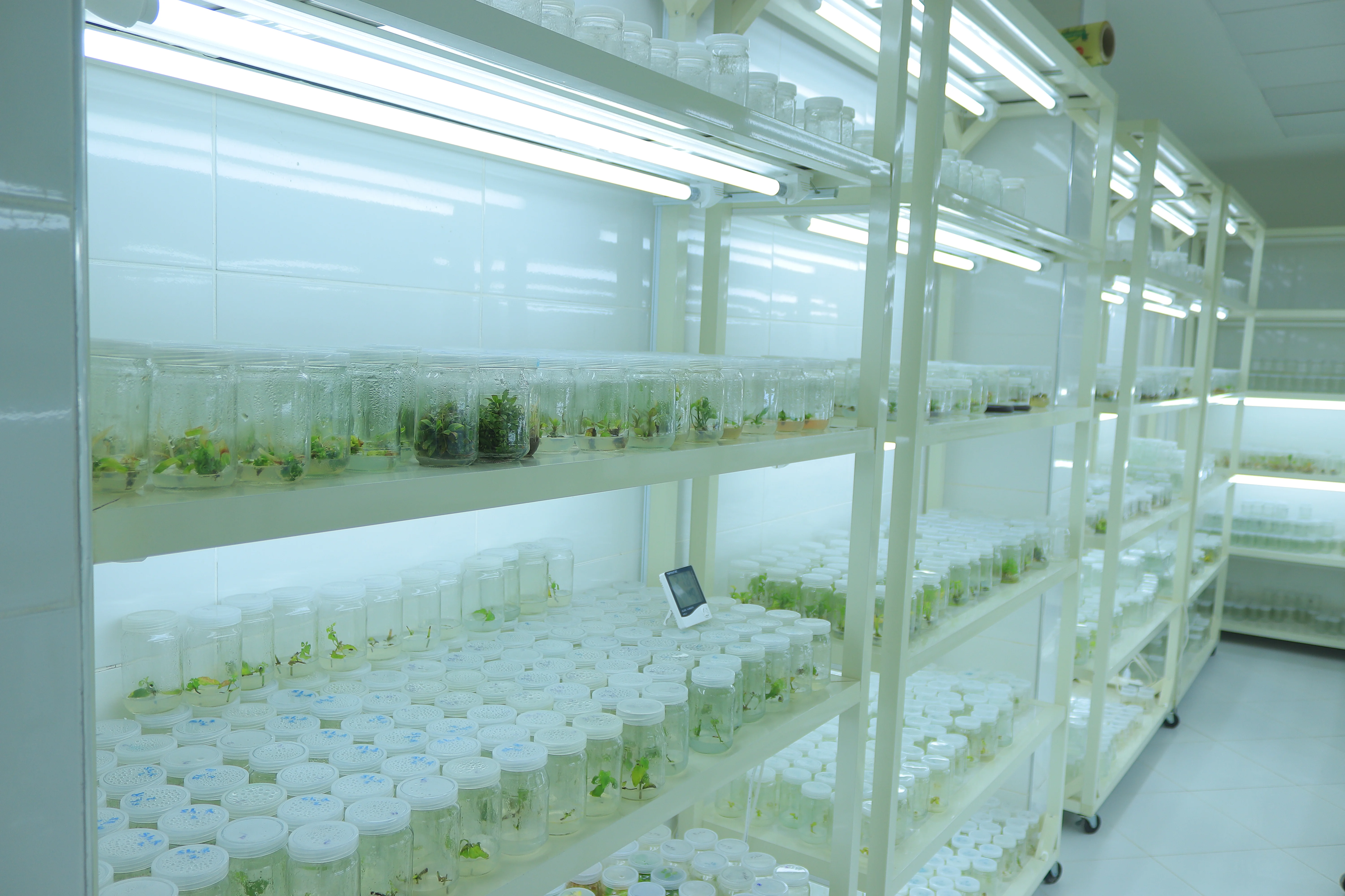 Plant Growth Room