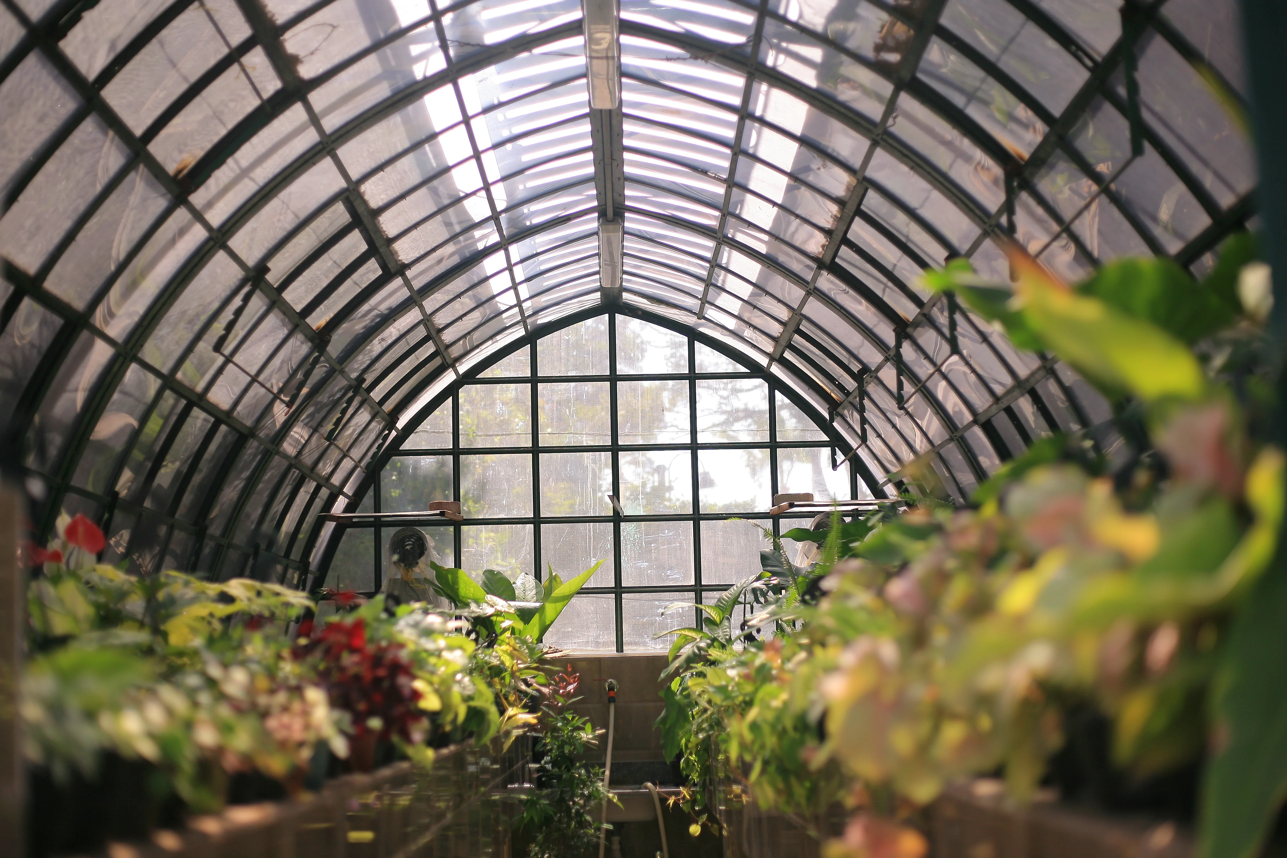 Acclimatization Greenhouse